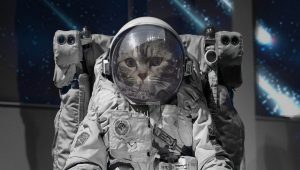 Read more about the article The Catonauts
