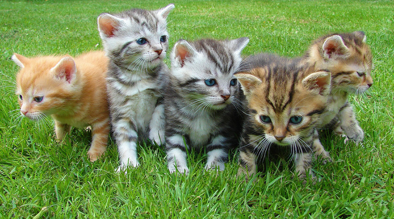 Read more about the article Creepy Kittens