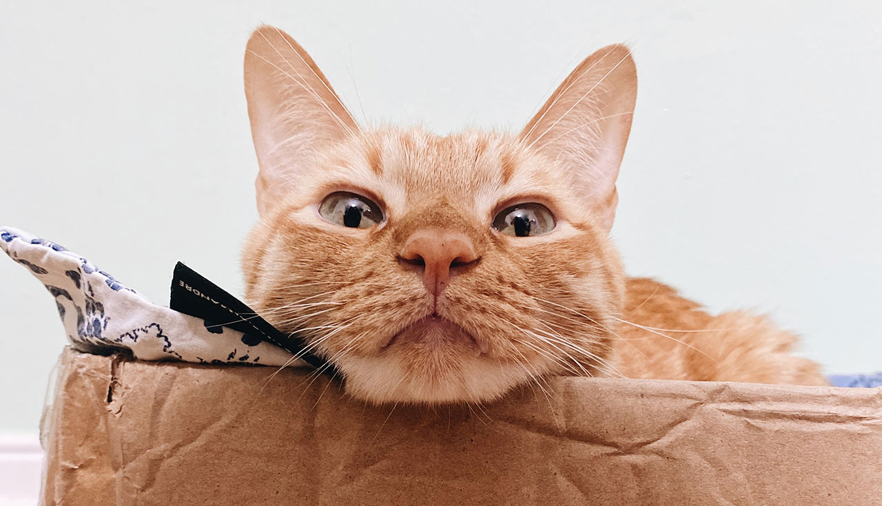 You are currently viewing The Adventures of Marshmallow – The Home