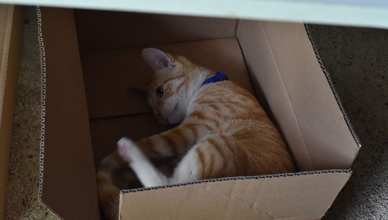 Read more about the article The Adventures of Marshmallow – In the Beginning