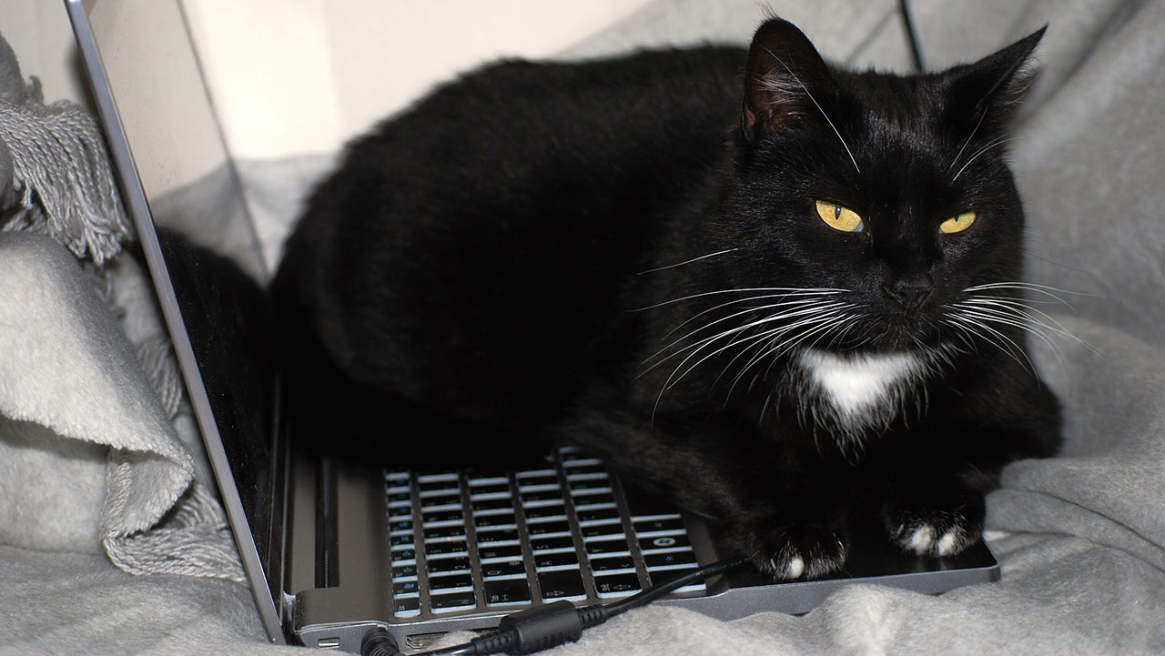 Read more about the article Kitty Crime