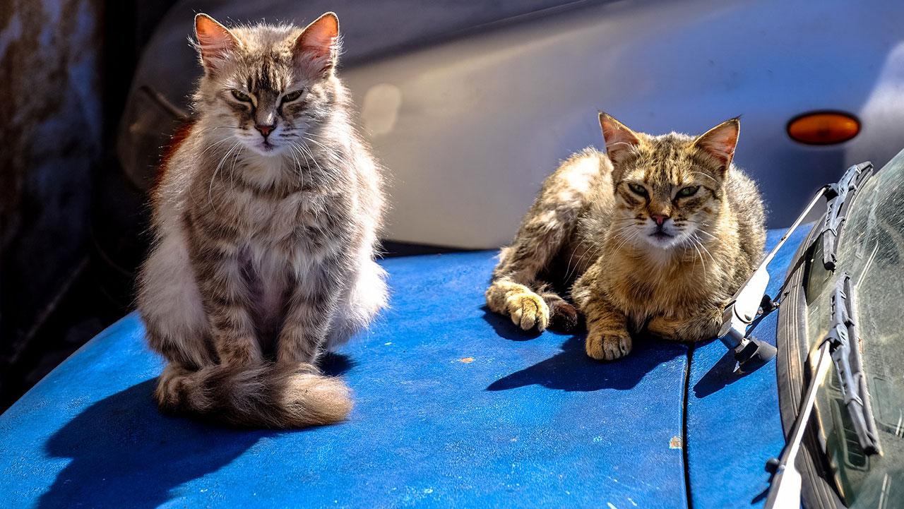 You are currently viewing The Bater Wottle Cat Factory